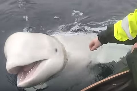 بالفيديو.. العثور على حوت في النرويج يتجسس لصالح روسيا