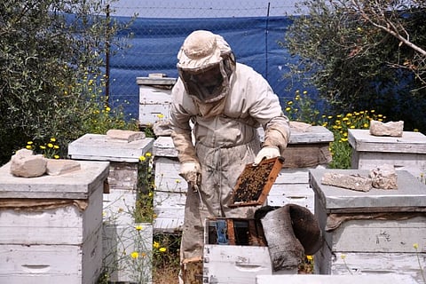 «البيئة» تحذّر النحالين من 11 مخالفة في عملية «التغذية»