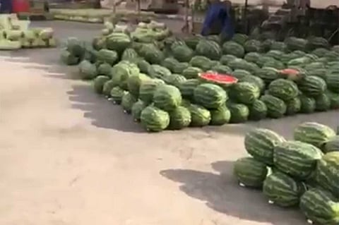 أمانة القصيم تنفي فيديو توقف عملية بيع الحبحب بالسوق