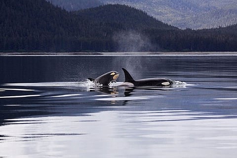 بحر الدنمارك يتحوّل لبركة دماء بسبب تقاليد سنوية