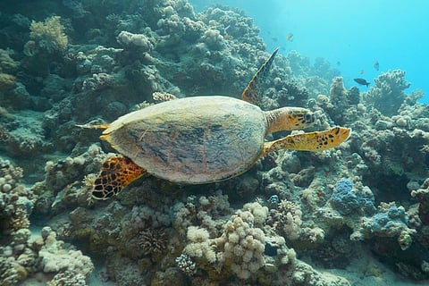 شركة البحر الأحمر وجامعة الملك عبدالله تطلقان المسابقة الدولية «نبتكر لنتميّز»