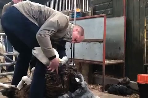 بالفيديو.. الأمير وليام يبهر زوجته بمهارته في جز أصواف الأغنام
