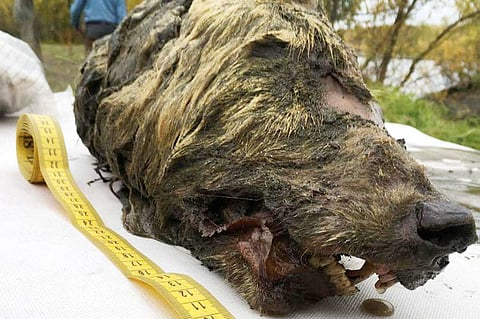 العثور على رأس ذئب عمره 40 ألف عام في سيبيريا