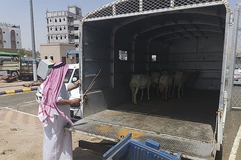 بالصور.. مصادرة أغنام مريضة قبل ذبحها بكعكية مكة