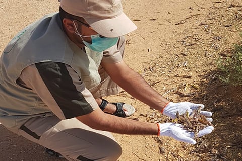 «البيئة» تنشر 21 فرقة لمكافحة الجراد الصحراوي في عسير والباحة