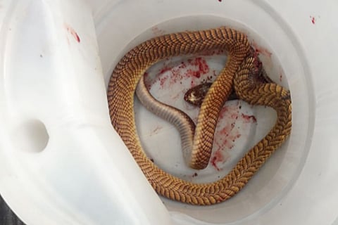 بالفيديو.. ثعبان يقتل مسنًّا ويصيب ابنته في الباحة