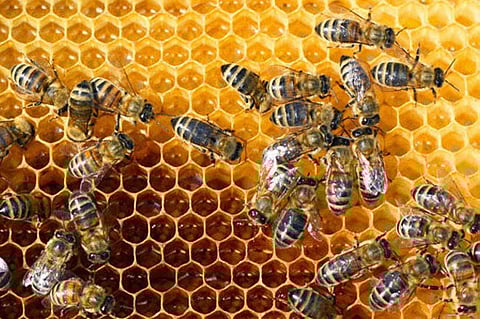 «البيئة» تبدأ تأهيل المرأة في مجال تربية النحل بالرياض وجازان