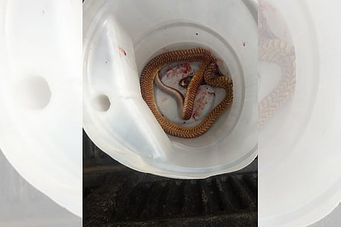 مصادر «عاجل»: الفتاة ضحية لدغة الثعبان خرجت من المستشفى لتحضر دفن والدها