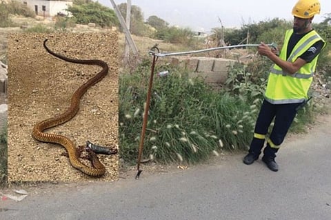 بعد اللدغة القاتلة لمواطن الباحة.. الجدعاني توضح طرق إسعاف وتلافي لدغات الثعابين السامة