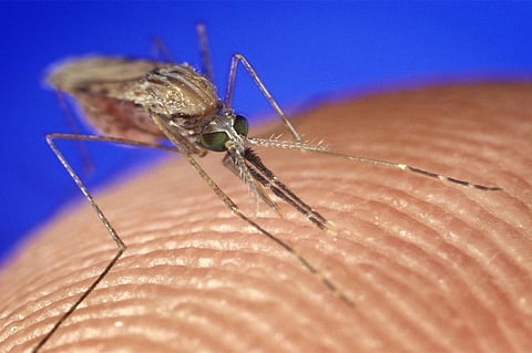 لدغات الحشرات.. متى تستلزم استشارة الطبيب؟