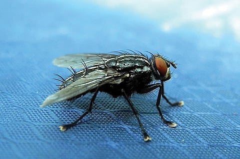 باحثة توضح فائدة غير متوقعة ليرقات الذباب كـ«علاج للجروح»