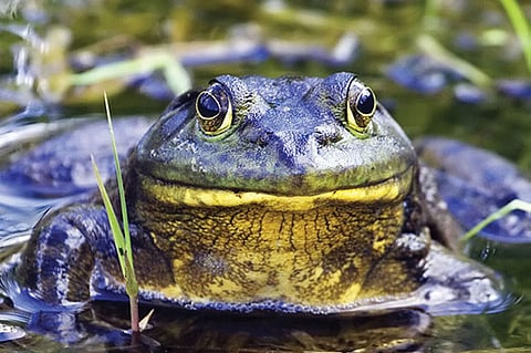 بالصور.. قائمة مأكولات قاتلة تغزو العالم