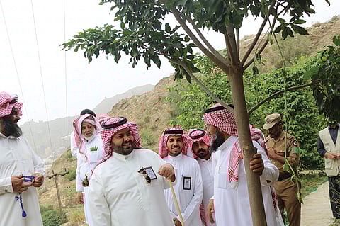 بالصور محافظ الداير يتفقد مزارع البن بجبل آل سلمى