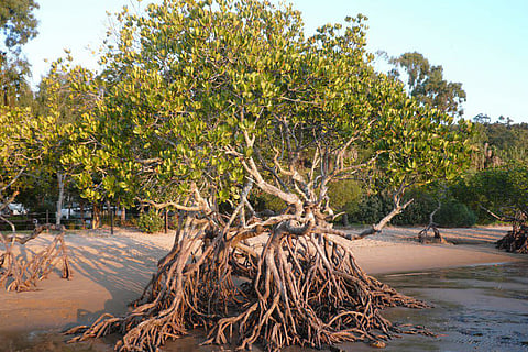 بالإنفوجراف.. «البيئة» تستعرض 9 فوائد لأشجار المانجروف