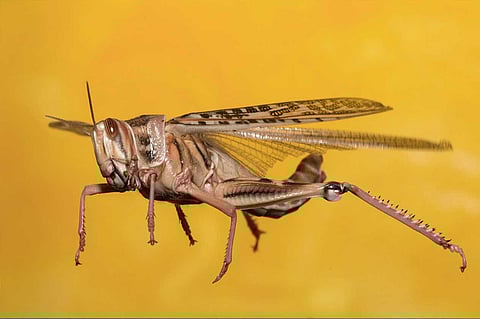 «البيئة»: 6 أسباب وراء تفاقم أزمة الجراد الصحراوي في المملكة