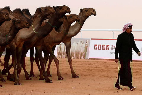 «البيئة» تدعم الترقيم الإلكتروني للإبل بخدمات بيطرية بـ46.5 مليون ريال