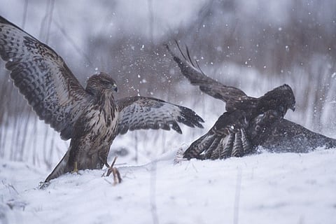 نفوق 80% من الطيور الجارحة في سيبيريا