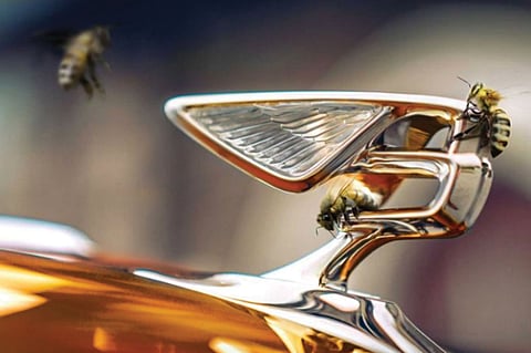بنتلي تُدخل عشرات الآلاف من النحل إلى مصنعها بالمملكة المتحدة