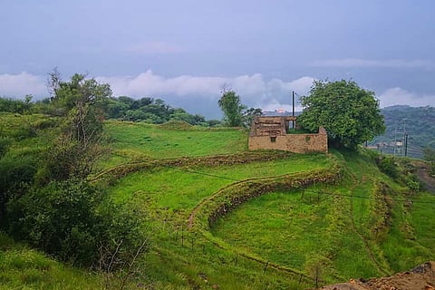 بالصور.. الأمطار تحوّل فيفاء إلى واحة خضراء