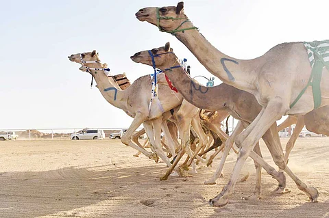 «الرخامية» تكسب التوقيت الأفضل في منافسات «الحقايق» بمهرجان ولي العهد للهجن