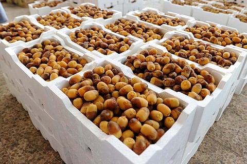 «مهرجان التمور» يواصل فعالياته في روضة سدير بحضور كثيف من الزوار