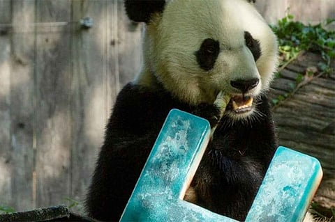 الباندا «بي بي» يستعد للرحيل من واشنطن إلى الصين بعد بلوغه الرابعة