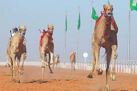 انطلاق أشواط الماراثون المحلية والدولية بمهرجان ولي العهد للهجن
