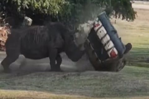 بالفيديو.. حيوان وحيد القرن يغضب من حارسة حديقة فيتلاعب بسيارتها ككرة قدم