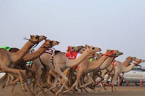 اختتام المرحلة الثانية من منافسات مهرجان ولي العهد للهجن