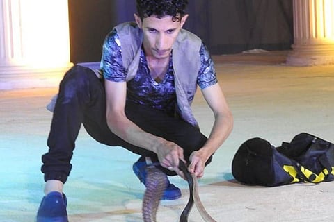 بالصور.. قصة سعودي يراقص الكوبرا القاتلة ويتعايش مع الثعابين الخطرة