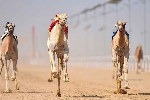 تواصل منافسات أشواط «الرموز» بمهرجان ولي العهد للهجن بالطائف