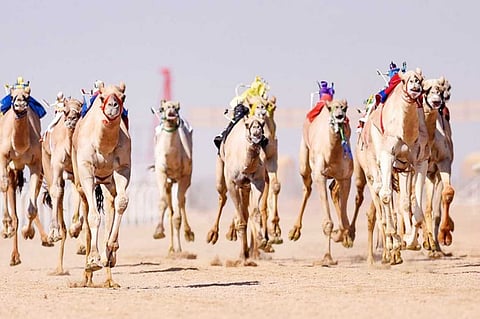 «جهينة» و«حبيب» ينتزعان نوماس الأشواط الرئيسة لفئة «الحيل، الزمول»