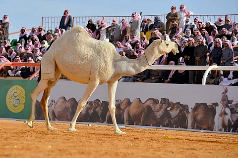 بن حثلين: التحضيرات جارية لإطلاق «مهرجانات إبل» حول العالم