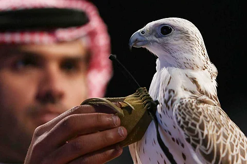 الإنسان والصقر.. علاقة خاصة تتوارثها الأجيال في السعودية