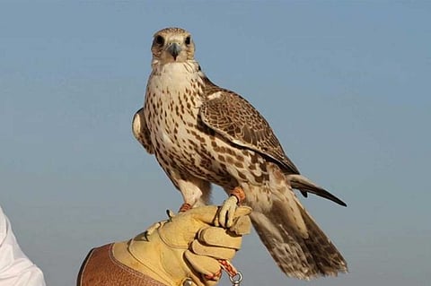 350 مشاركًا في معرض الصقور والصيد بالرياض