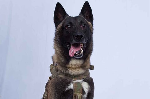 ترامب ينشر صورة الكلب المشارك في عملية قتل البغدادي