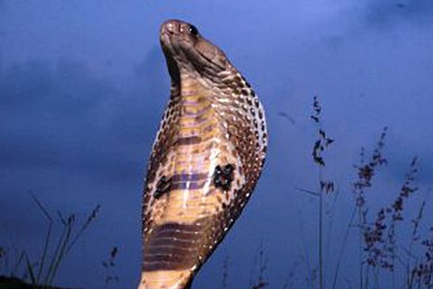 مزارع يقطع إصبعه بسبب «أفعى».. ومعلومة لاحقة تصيبه بـ«صدمة»