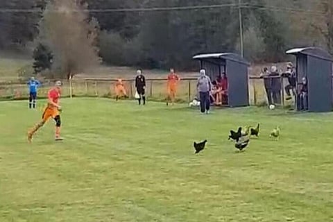 بالفيديو.. الطرد عقوبة اللاعب قاتل الدجاجة