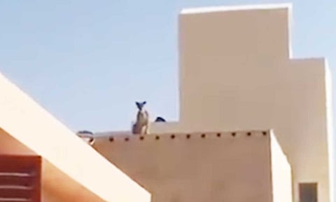 بالفيديو.. أسد يعتلي منزلًا مطلًا على إحدى مدارس الرياض.. ومصادر عاجل تكشف التفاصيل