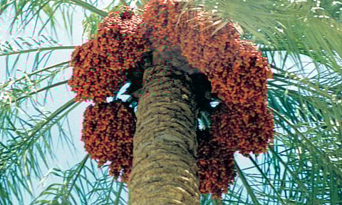 بالفيديو.. الزعاق: تغيُّب نجوم النسور دليل على نهاية موسم «صرام النخيل»