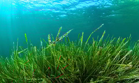 تطوير منظومة تستخدم الهاتف المحمول لاكتشاف الطحالب السامة في 15 دقيقة