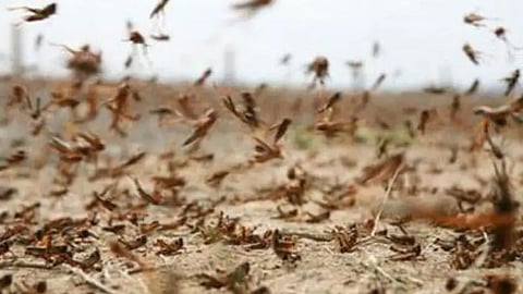 «البيئة»: عمليات استكشاف مستمرة للجراد الصحراوي على حدود المملكة