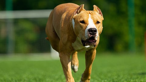 بالصور.. قائمة الكلاب الممنوعة من دخول الإمارات