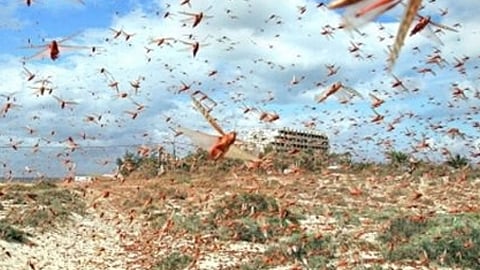 «البيئة» تحذر من غزو أسراب الجراد الأحمر الساحل الجنوبي الغربي للمملكة