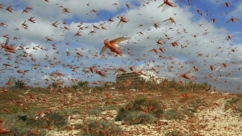 هجوم مكثف من أسراب الجراد على «الليث».. و«البيئة» تحذر ملاك المناحل