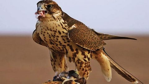 21 مليون ريال جوائز مهرجان الملك عبدالعزيز للصقور في نسخته الثانية