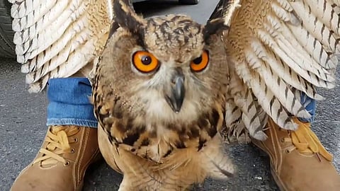 تأسيس جمعية لرعاية «البوم» عبر 30 شابًا وفتاة بالكويت