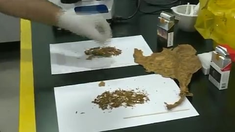 بالفيديو.. مختبر خاص يفند وجود «نشارة الخشب» بالدخان الجديد