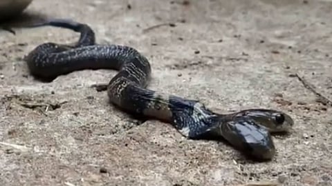 بالفيديو.. العثور على كوبرا برأسين يثير الجدل في قرية هندية