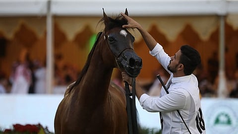 نيابةً عن خادم الحرمين.. أمير الرياض يرعى ختام بطولة جمال الخيل العربية الأصيلة